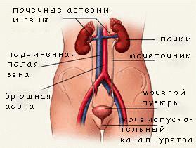 Как лечить почки Как лечить почки - 9 советов